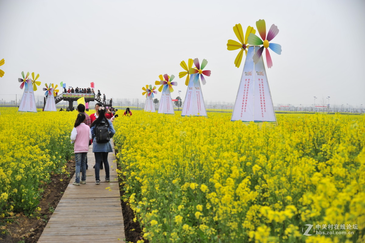 蔡甸消泗油菜花节