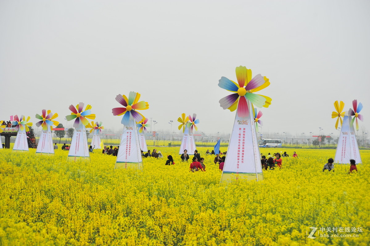 荆州江陵油菜花节图片