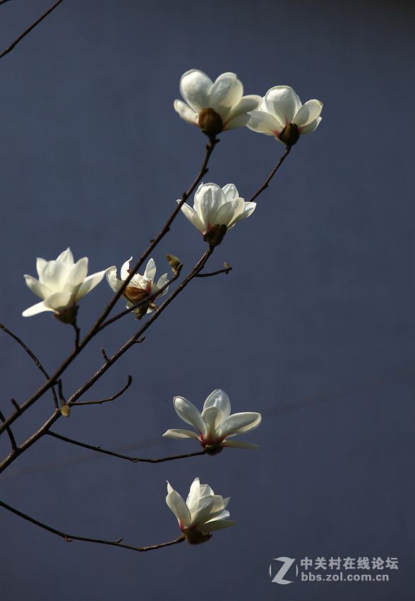 白玉兰花201603