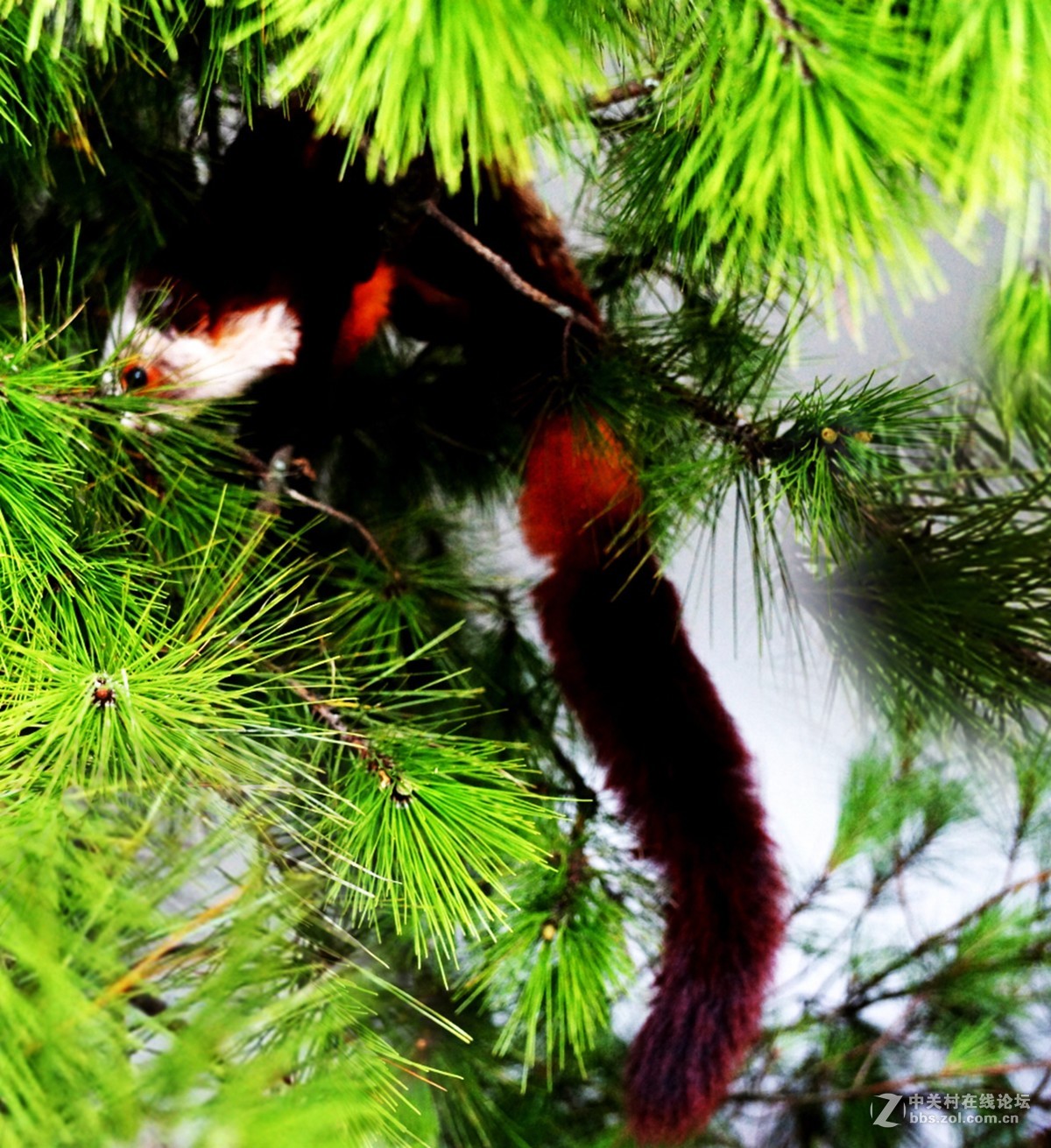 重庆石柱县黄水镇风箱乡大山里的精灵—飞狐！