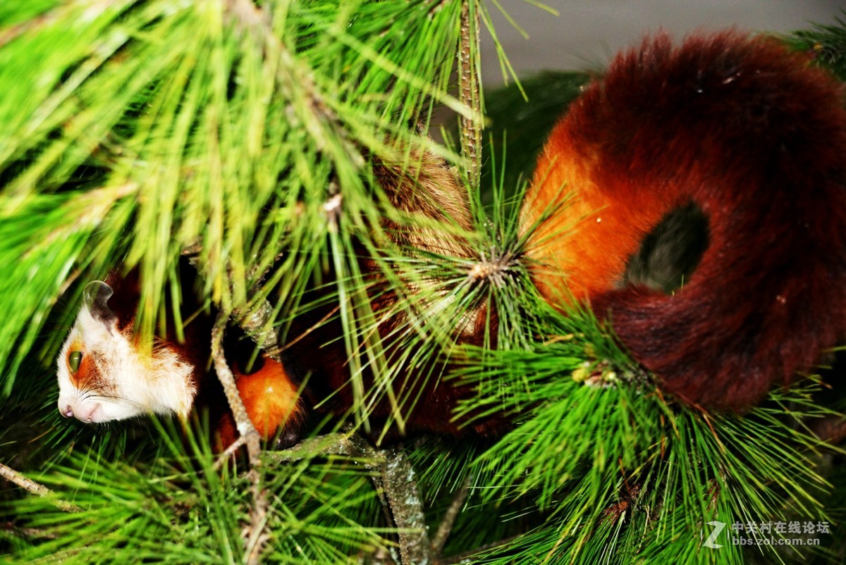 重庆石柱县黄水镇风箱乡大山里的精灵—飞狐！