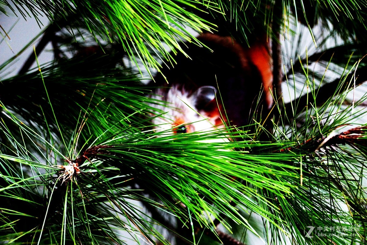 重庆石柱县黄水镇风箱乡大山里的精灵—飞狐！
