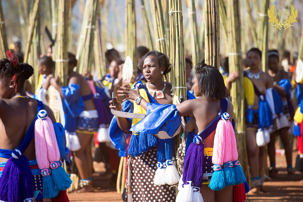 斯威士兰芦苇节 - 进献芦苇篇