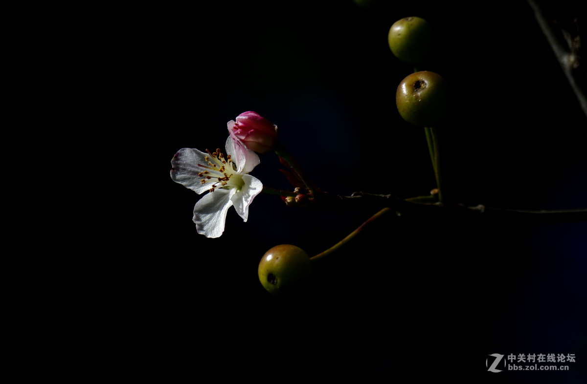 奇葩 开花又结果 1