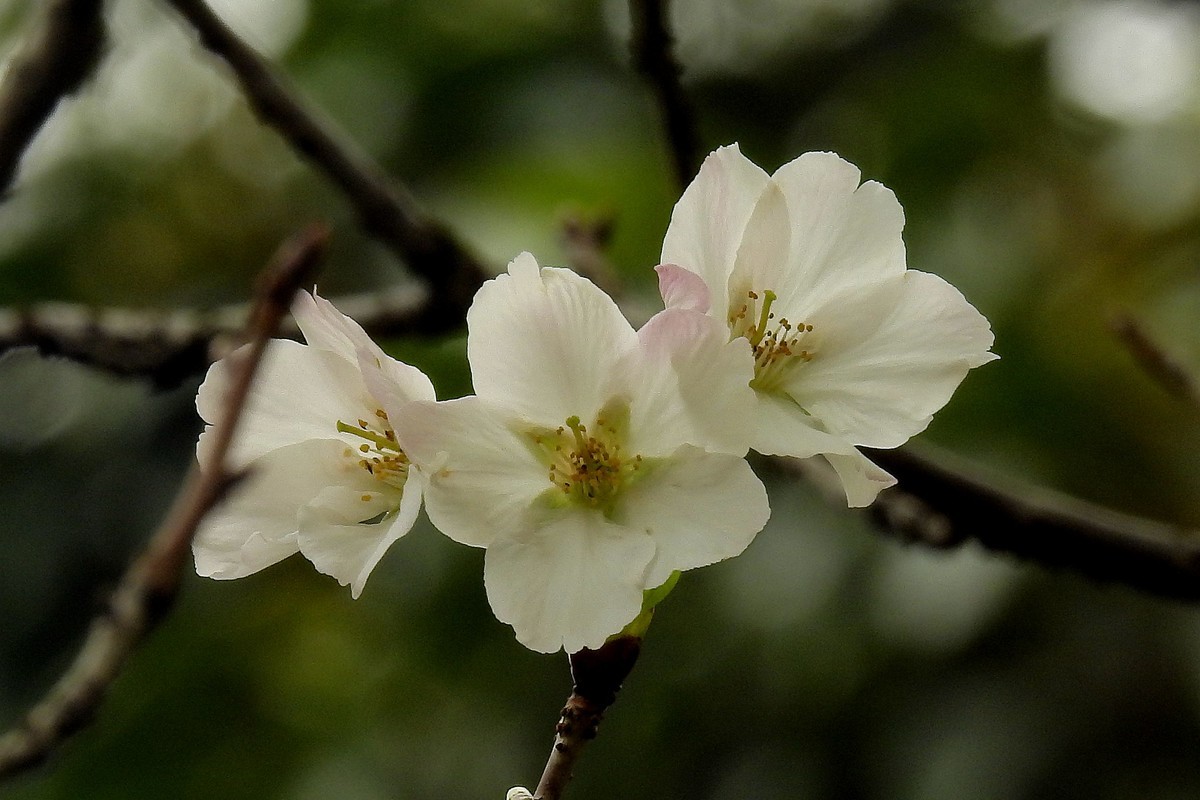 白樱花