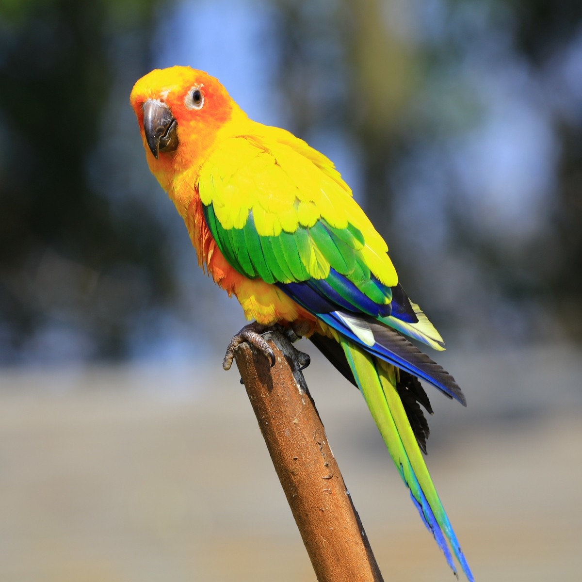 鹦鹉随拍~-中关村在线摄影论坛