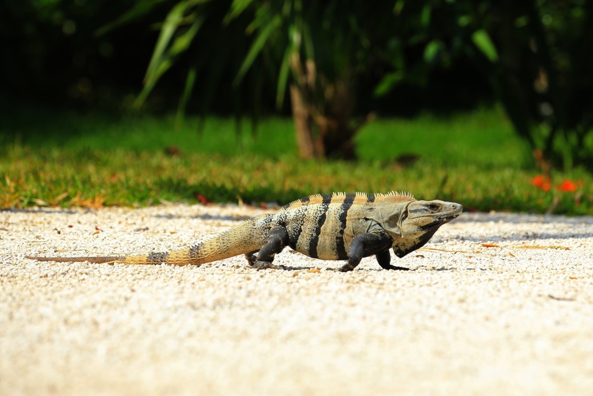 南美大蜥蜴——坎昆