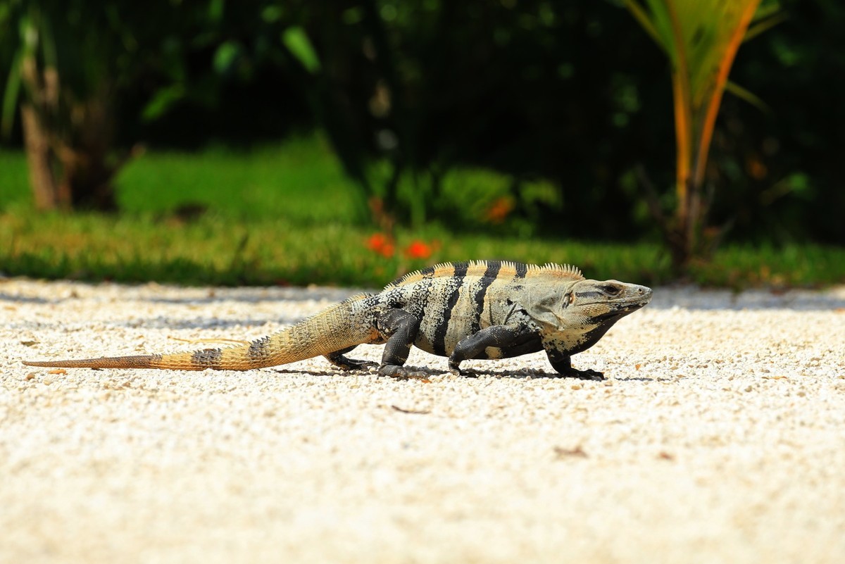 南美大蜥蜴——坎昆