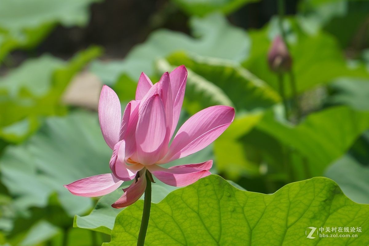 古猗园的荷花百媚千娇