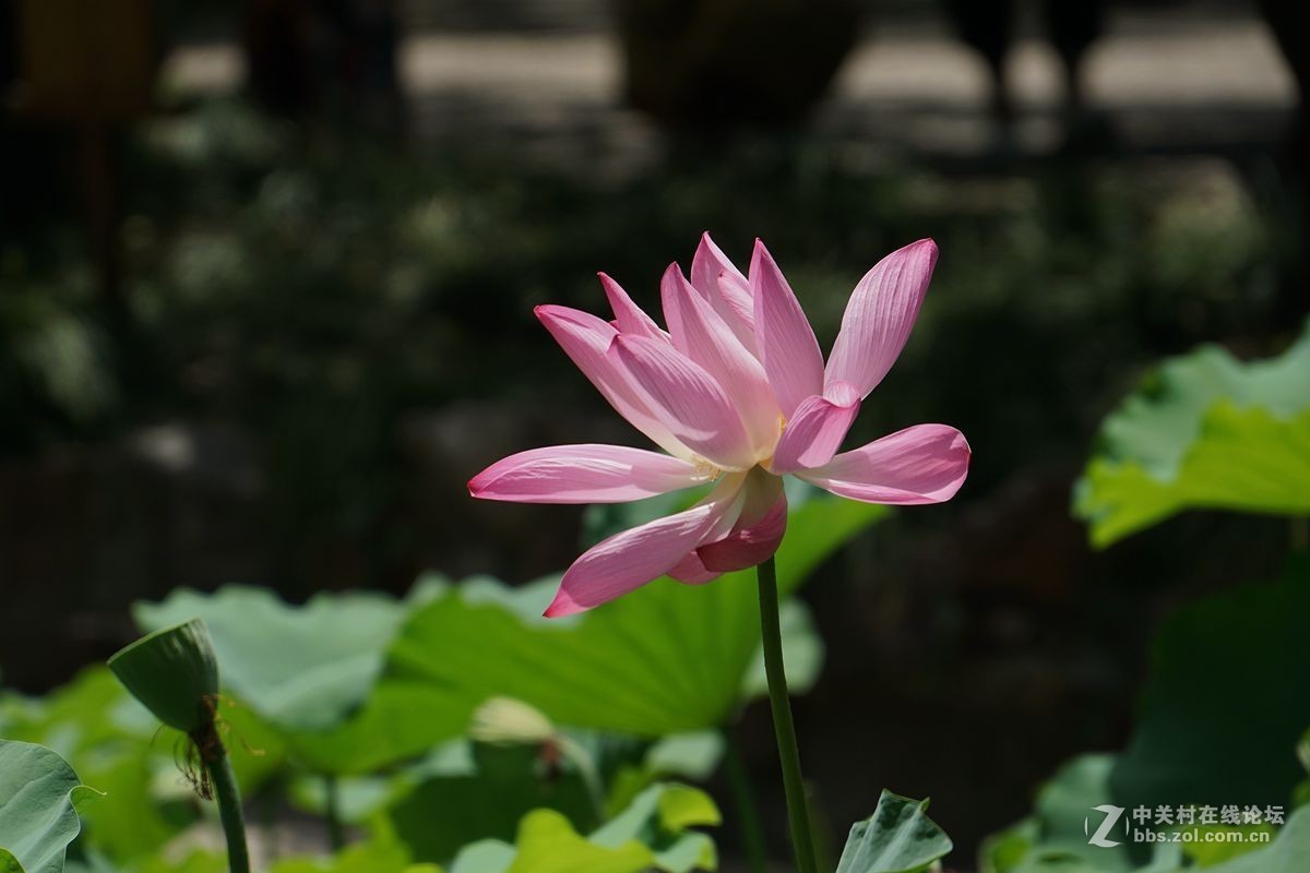 古猗园的荷花百媚千娇