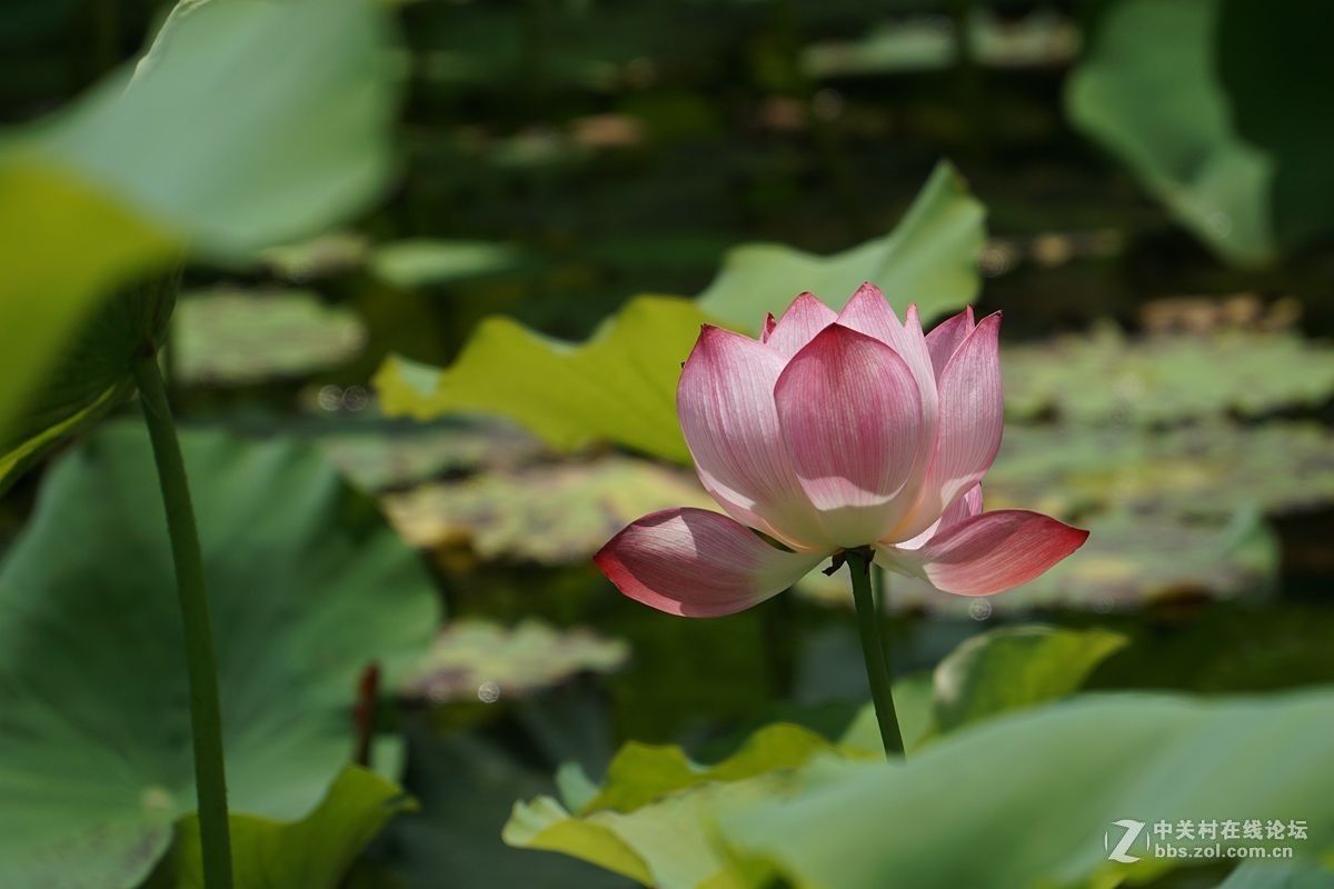古猗园的荷花百媚千娇