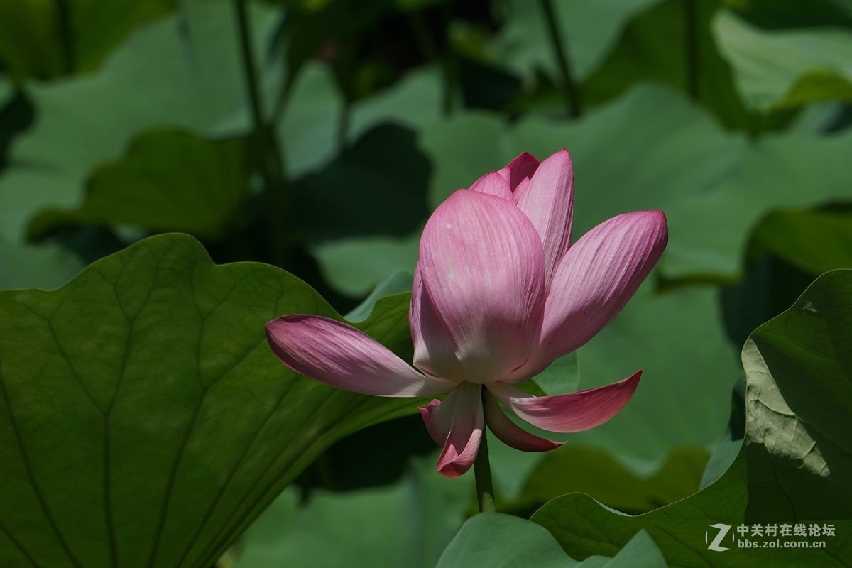 古猗园的荷花百媚千娇