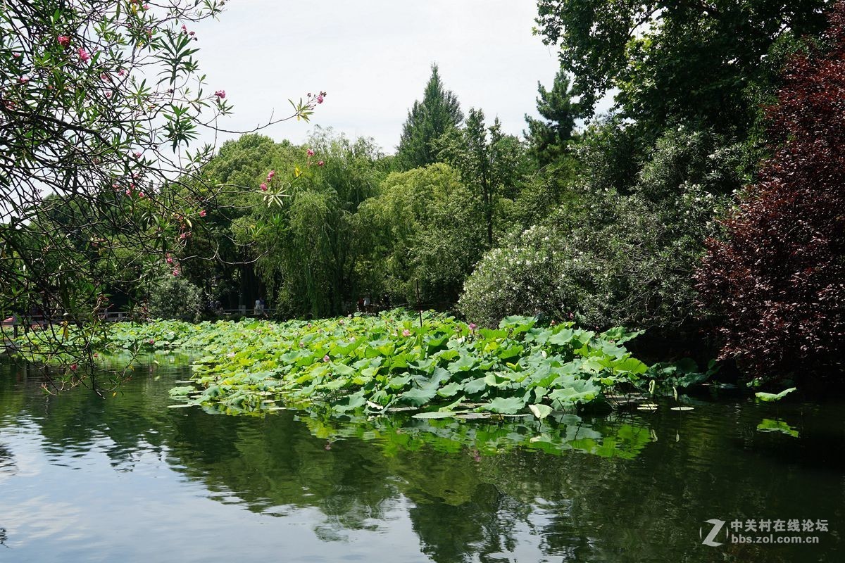 古猗园的荷花百媚千娇