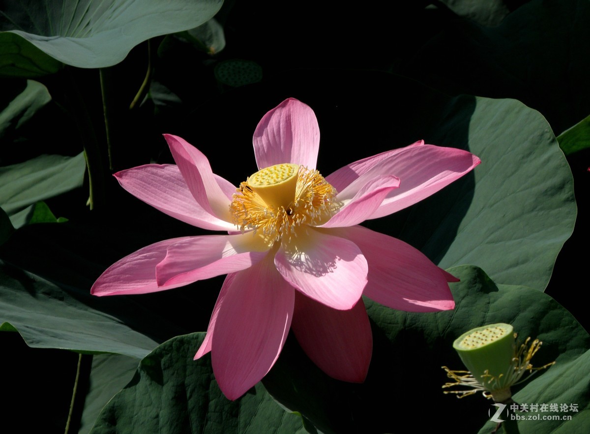 很久没有用这个相机了今天拿出晒晒拍荷