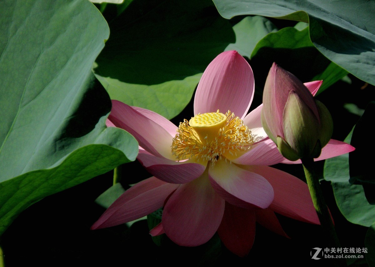 很久没有用这个相机了今天拿出晒晒拍荷