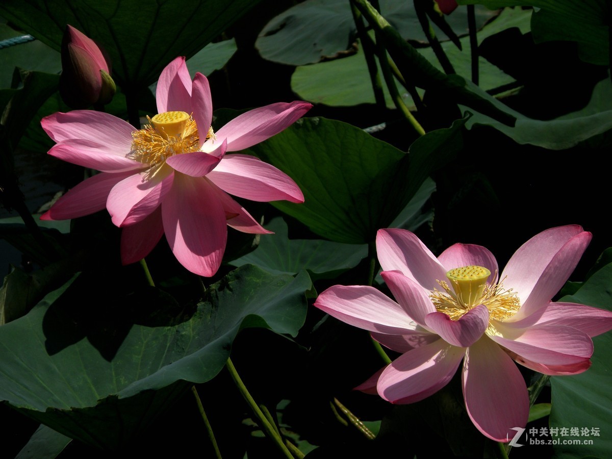 很久没有用这个相机了今天拿出晒晒拍荷