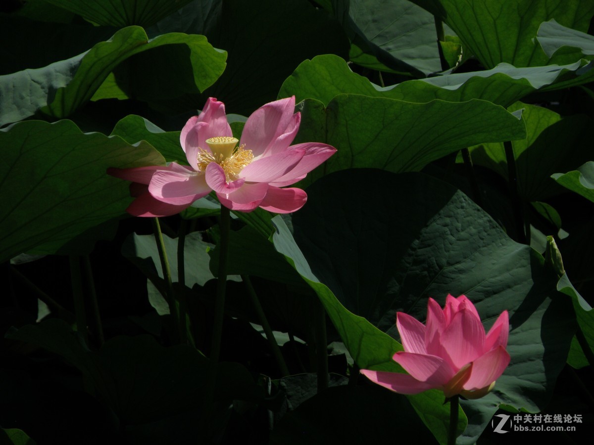 很久没有用这个相机了今天拿出晒晒拍荷