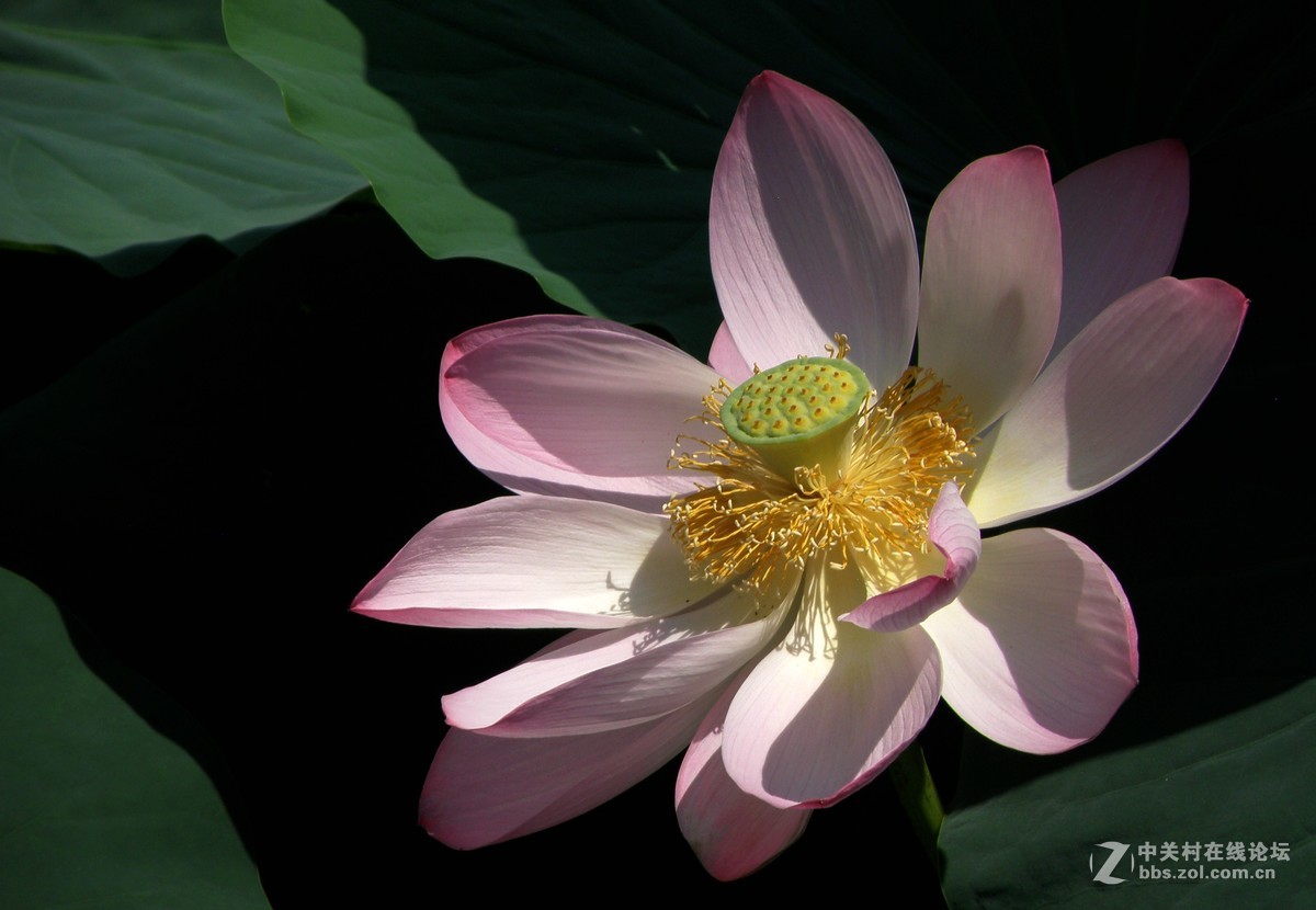 很久没有用这个相机了今天拿出晒晒拍荷