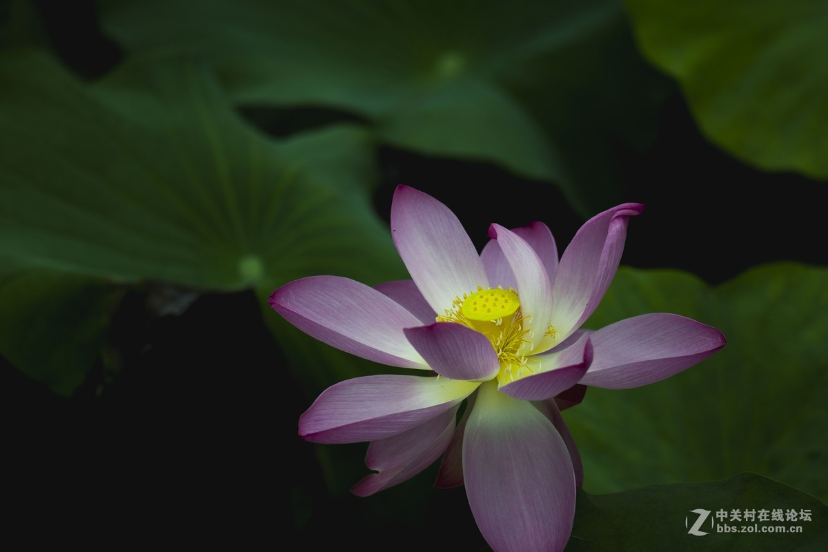 荷
