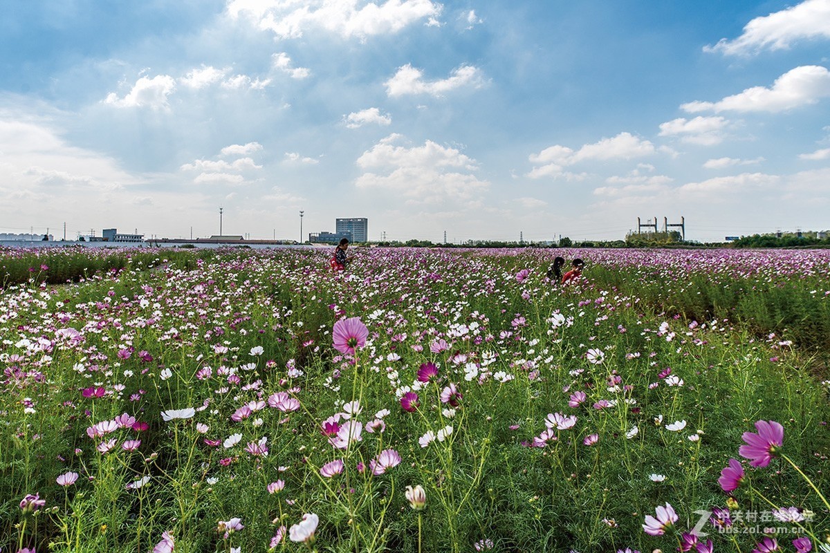 开放的常州皇粮浜花海
