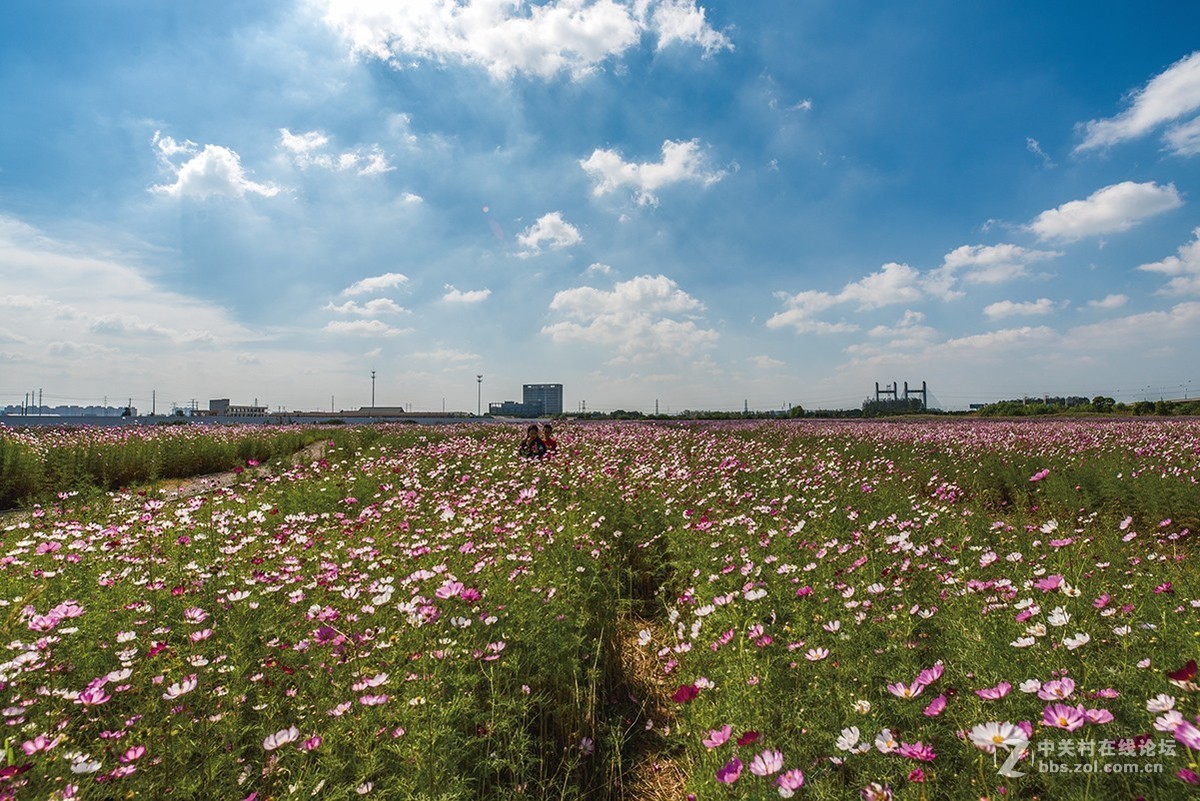 开放的常州皇粮浜花海