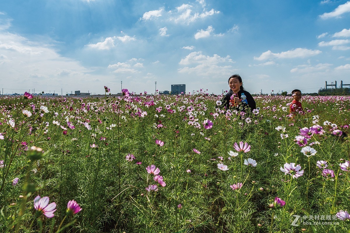 开放的常州皇粮浜花海