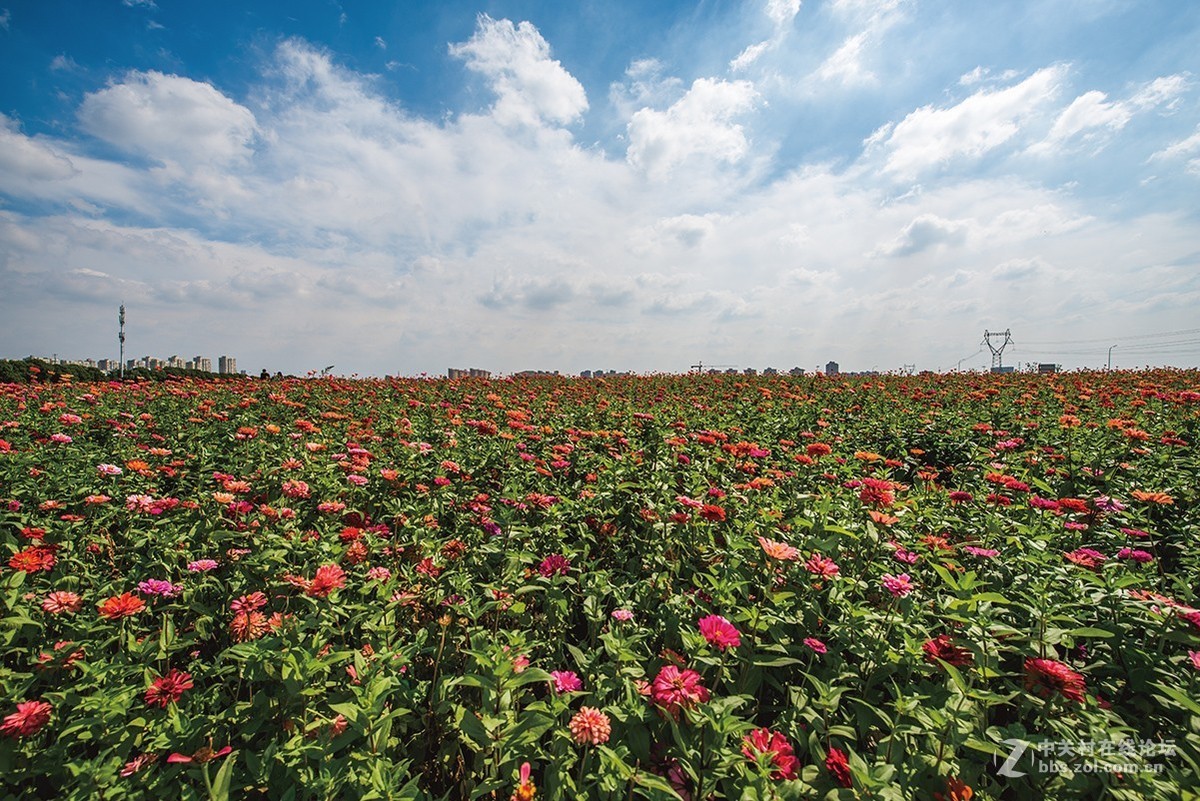 开放的常州皇粮浜花海