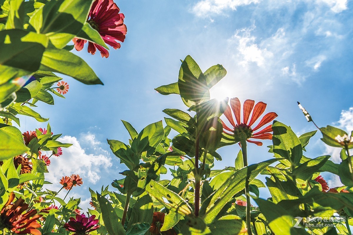 开放的常州皇粮浜花海