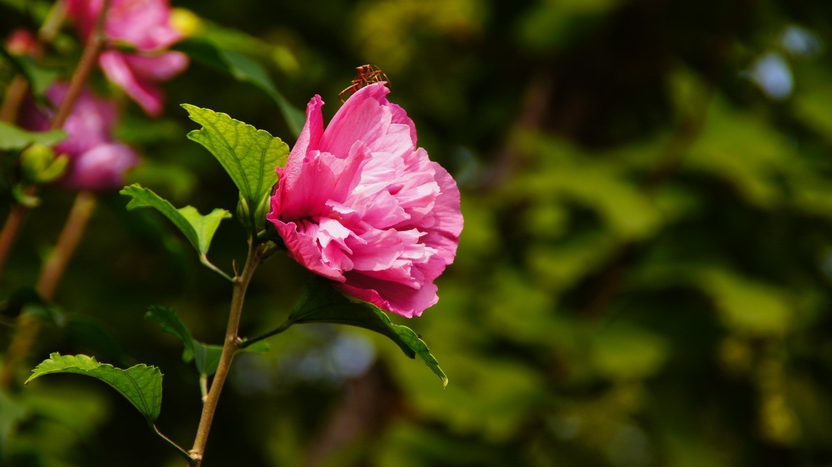 芙蓉、月季、山楂、火龙果