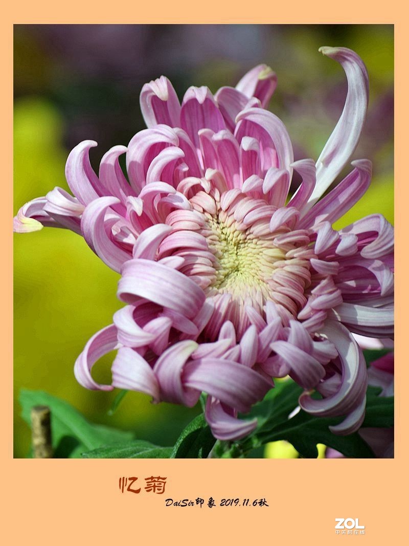菊花帖  续八