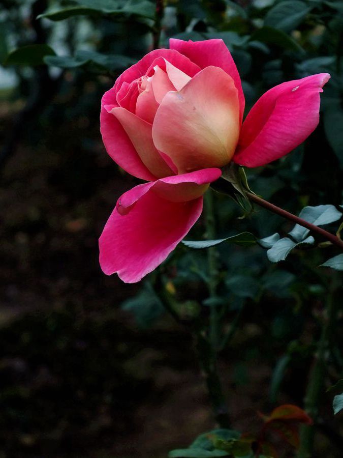 此花无日不春风月季
