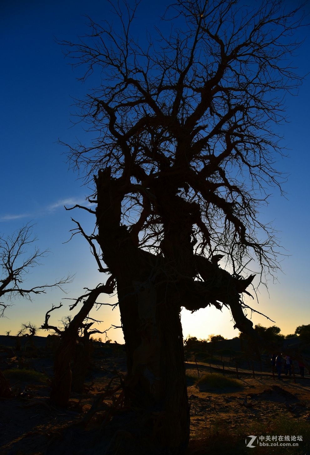 内蒙古额济纳旗怪树林