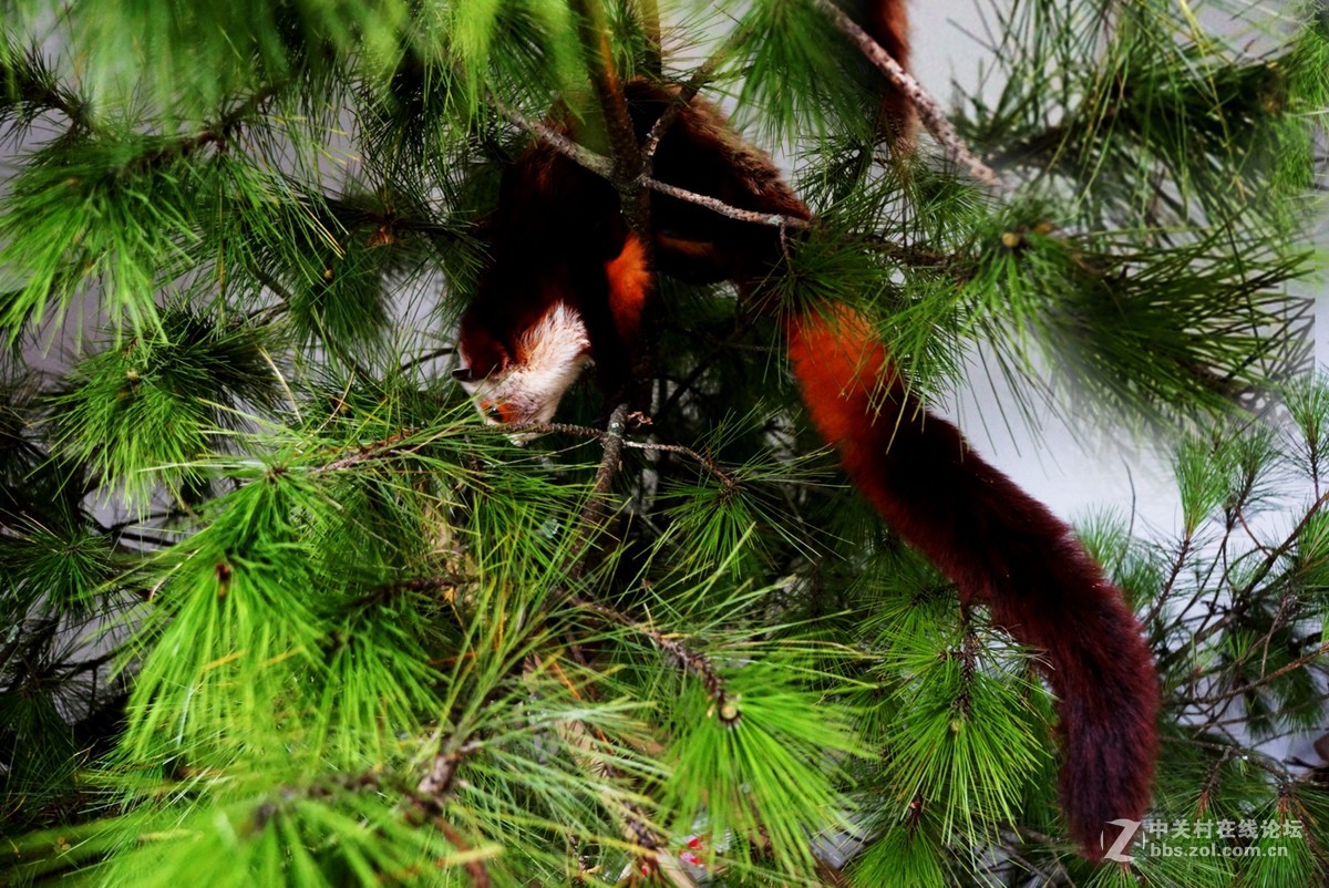 重庆石柱县黄水镇风箱乡大山里的精灵—飞狐！