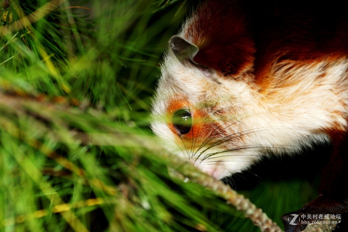 重庆石柱县黄水镇风箱乡大山里的精灵—飞狐！