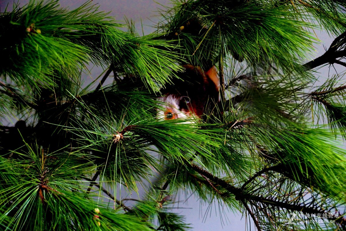 重庆石柱县黄水镇风箱乡大山里的精灵—飞狐！