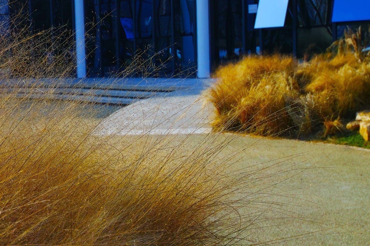 新进适马SDQ H,正好天气不错，试试机