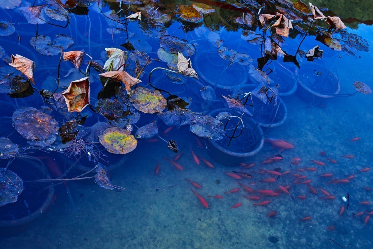 新进适马SDQ H,正好天气不错，试试机