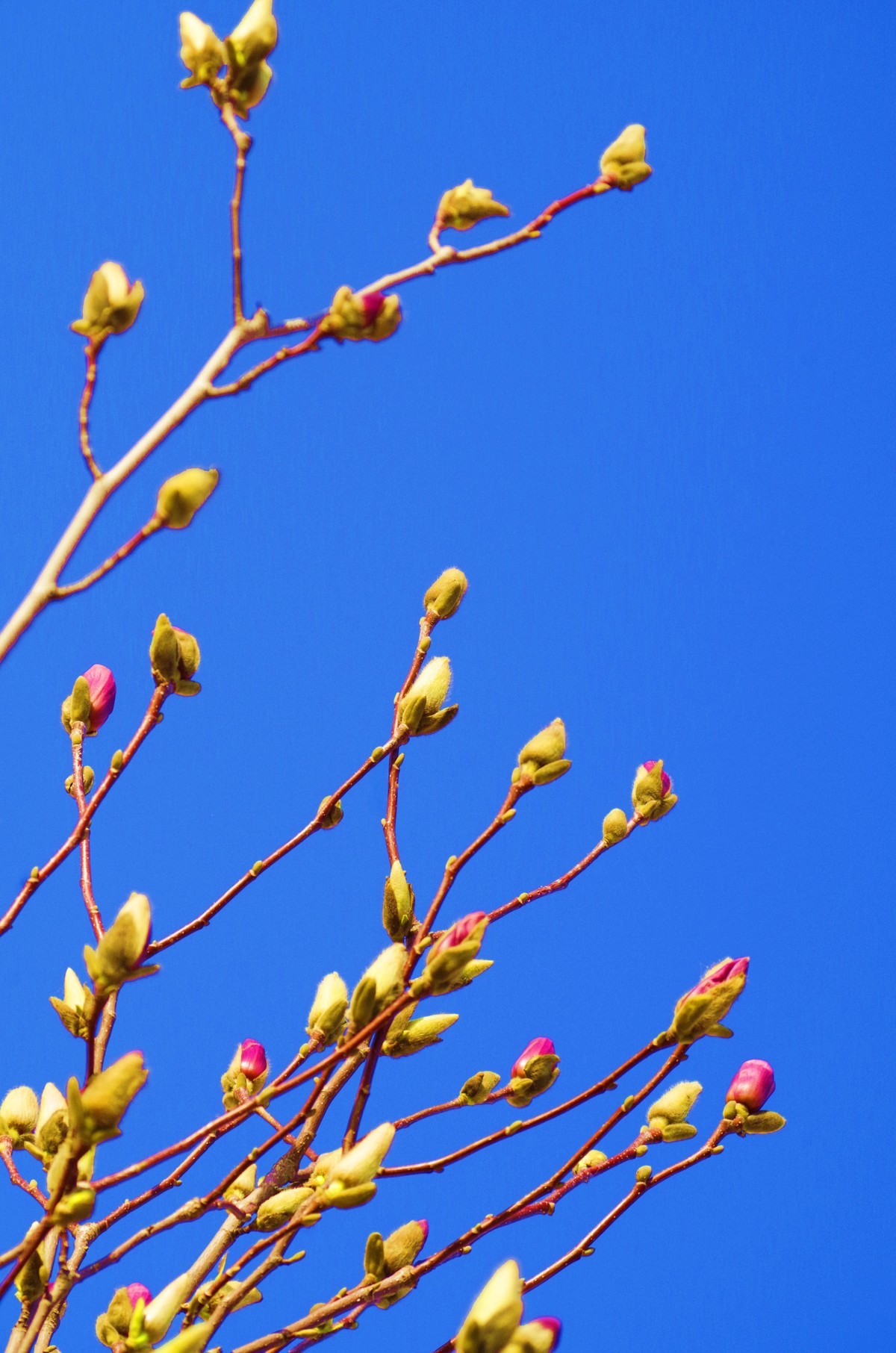 含苞欲放玉兰花