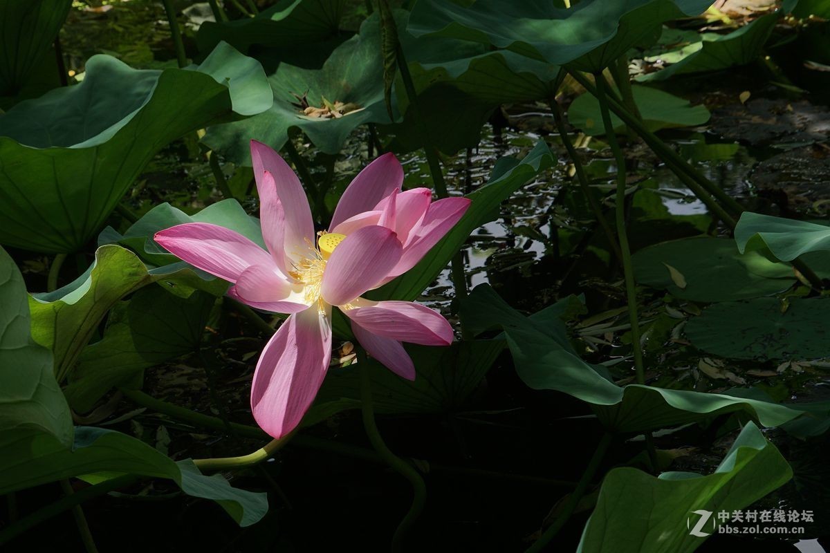 古猗园的荷花百媚千娇