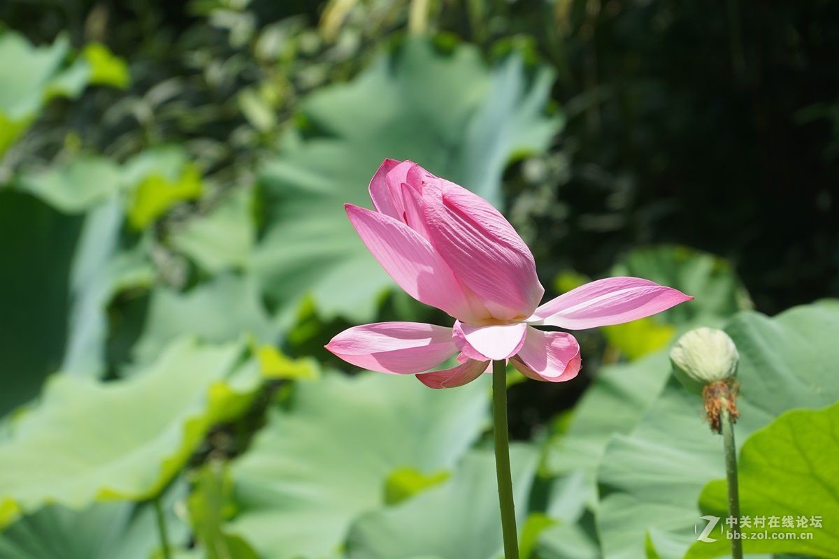 古猗园的荷花百媚千娇