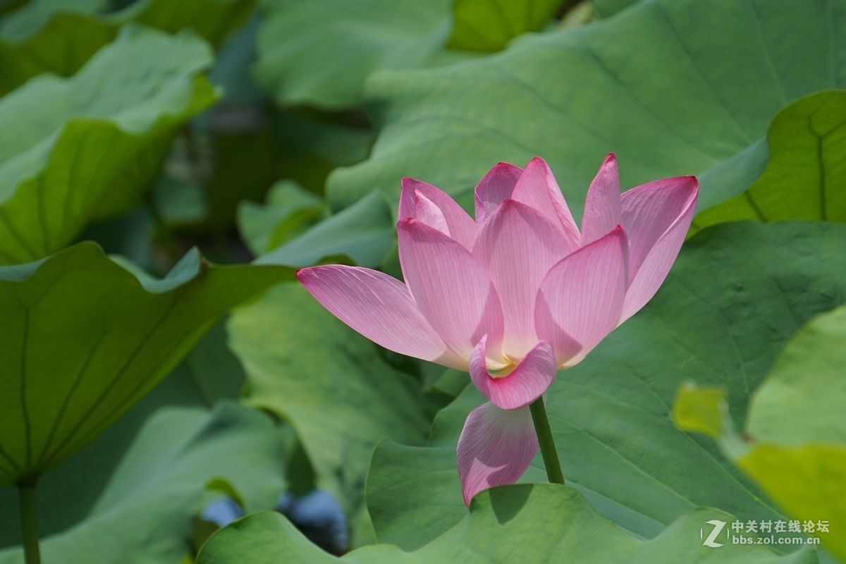 古猗园的荷花百媚千娇