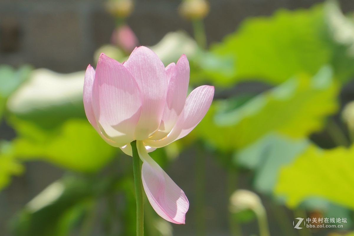 古猗园的荷花百媚千娇