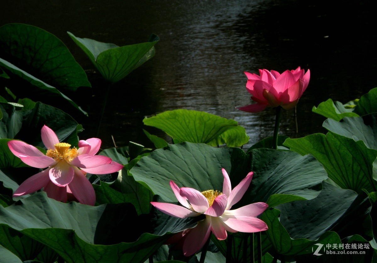 很久没有用这个相机了今天拿出晒晒拍荷