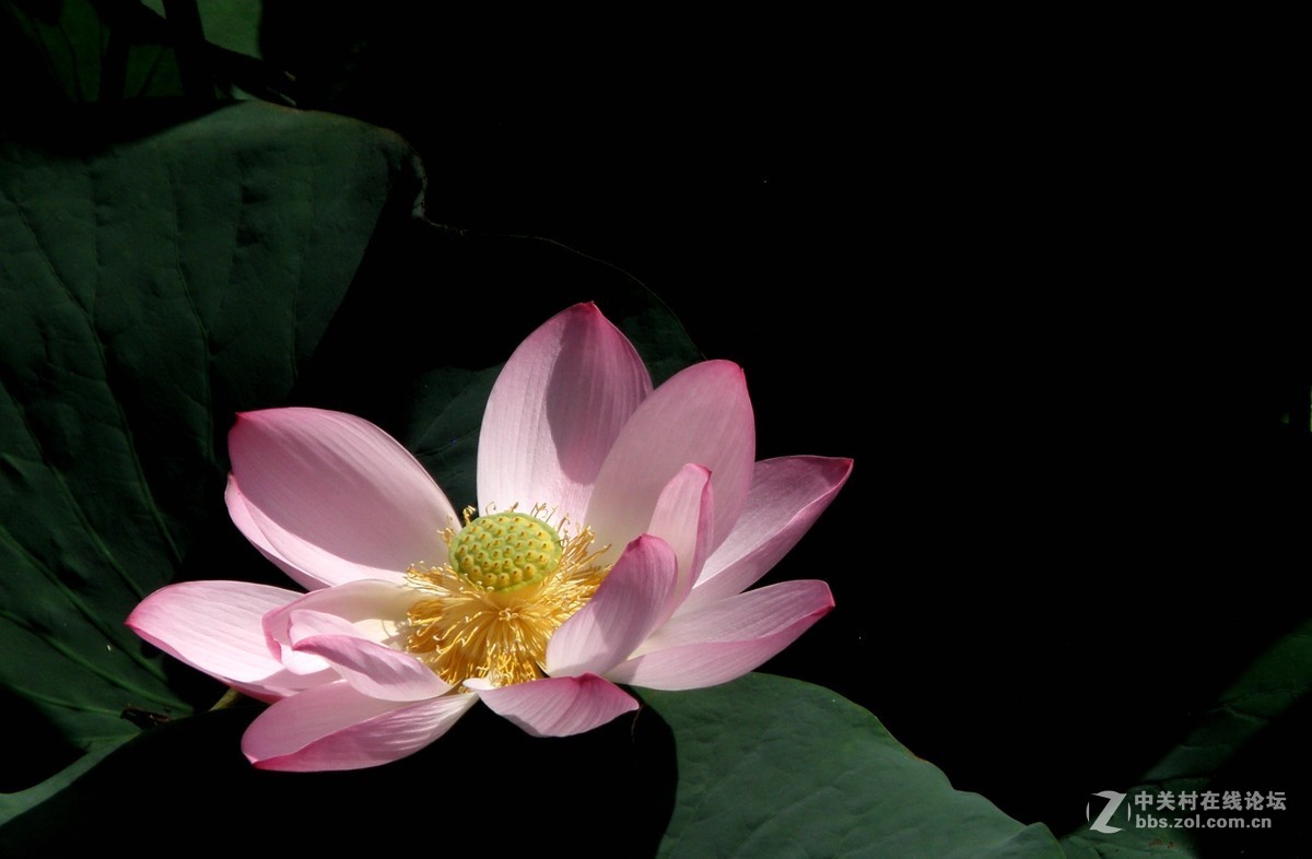 很久没有用这个相机了今天拿出晒晒拍荷