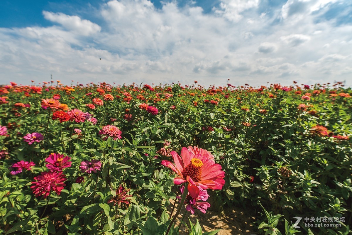 开放的常州皇粮浜花海