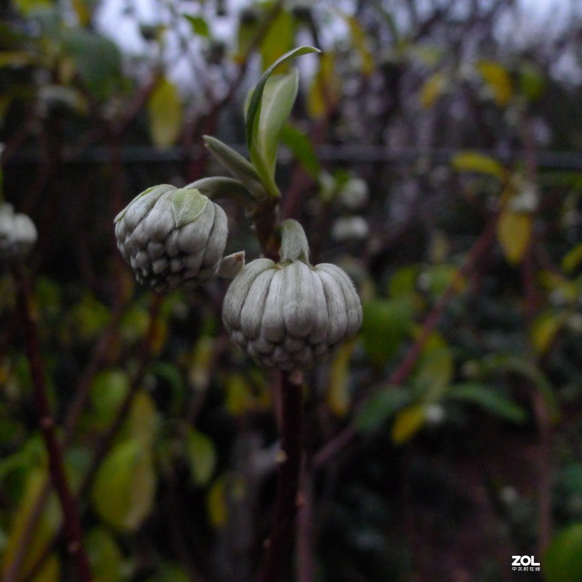 尝试原图未做任何处理原尺寸直接上传