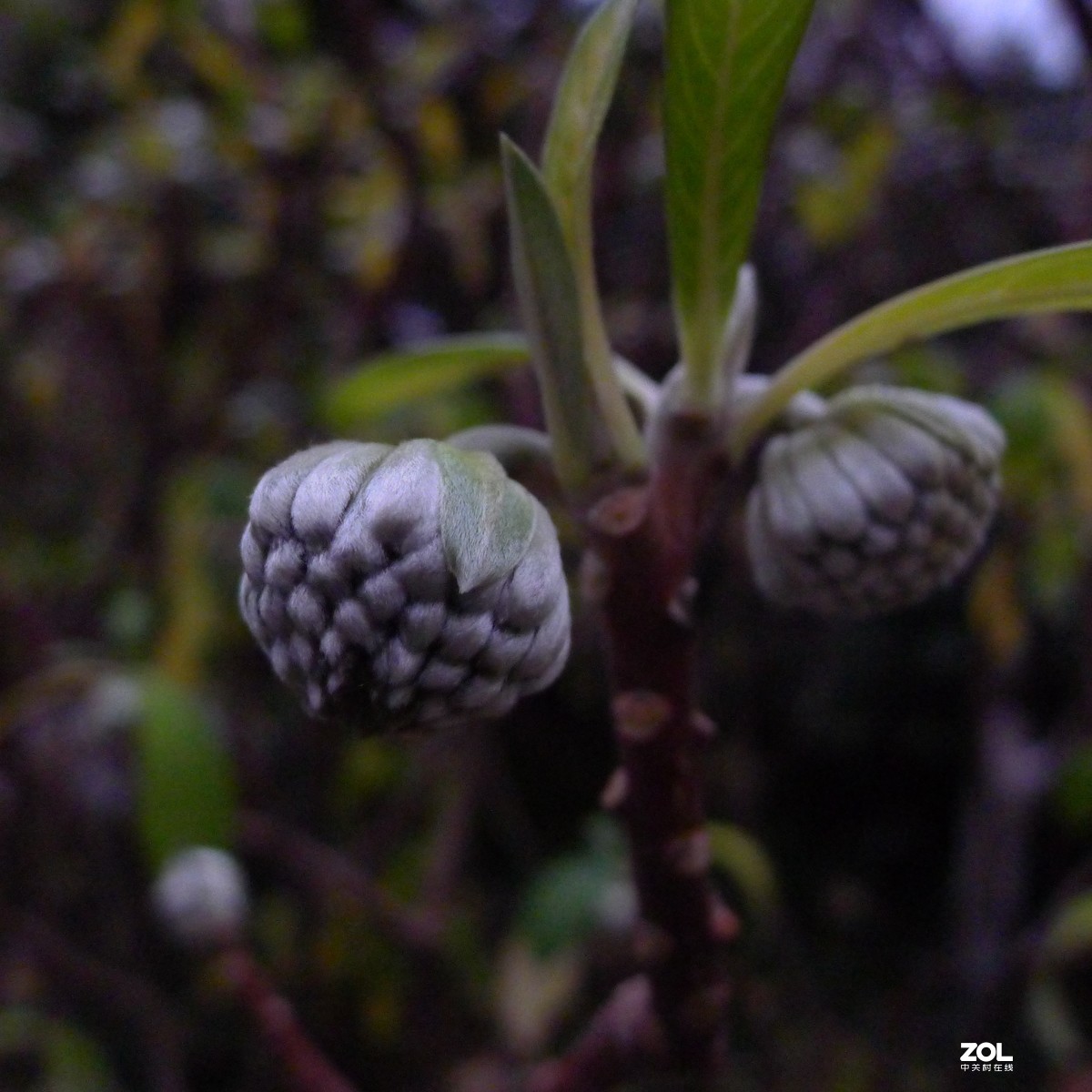 尝试原图未做任何处理原尺寸直接上传