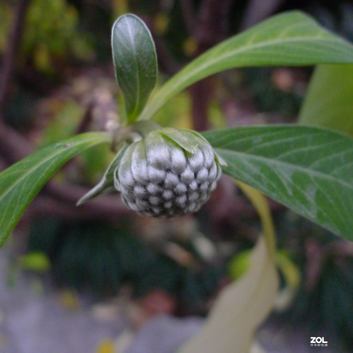 尝试原图未做任何处理原尺寸直接上传