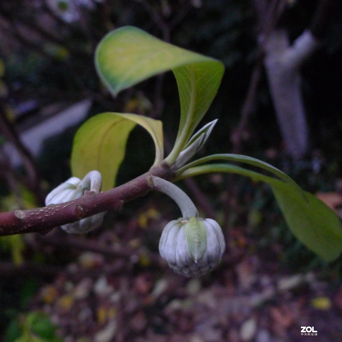 尝试原图未做任何处理原尺寸直接上传