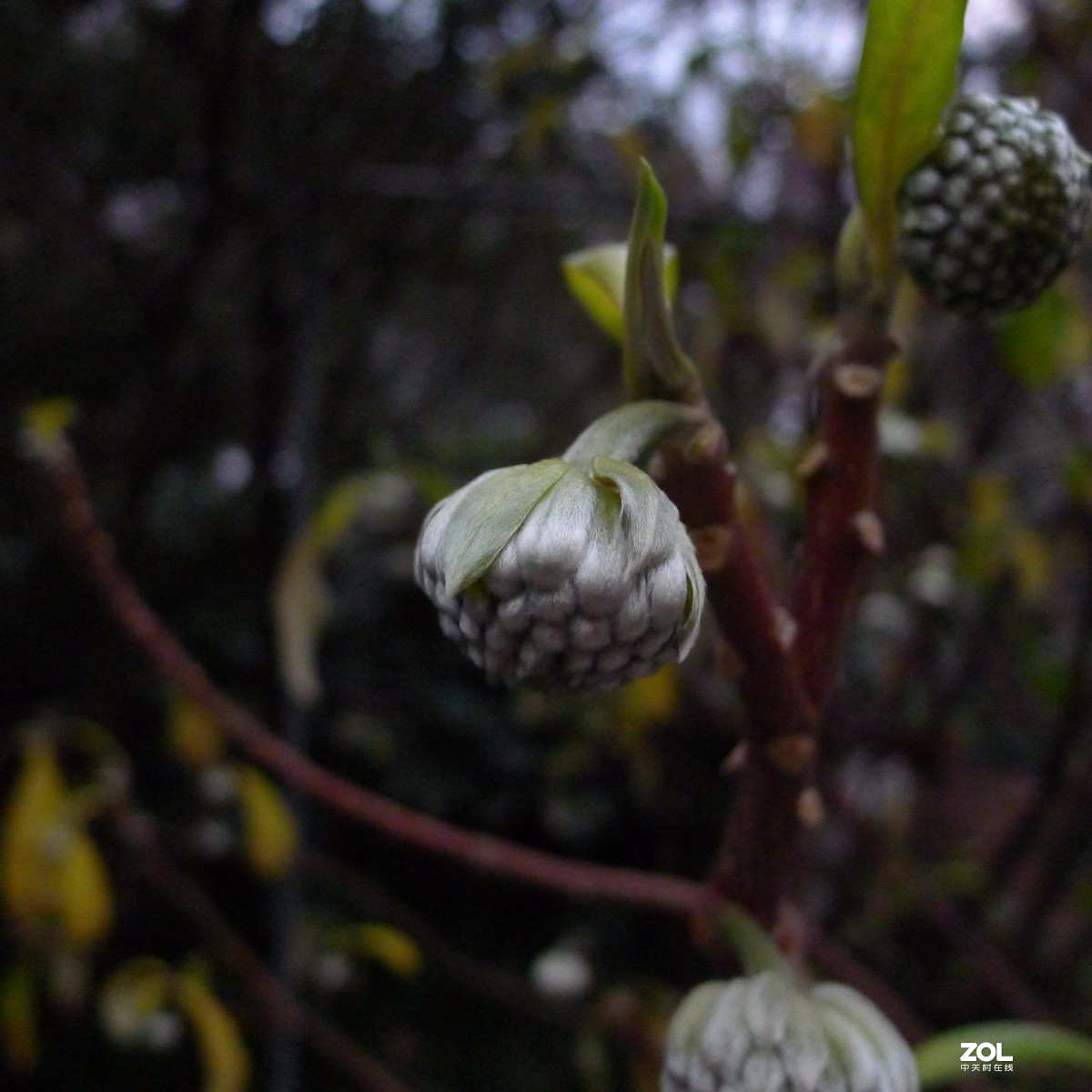 尝试原图未做任何处理原尺寸直接上传